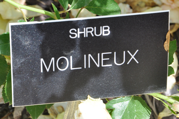 sign: Shrub: Milineux